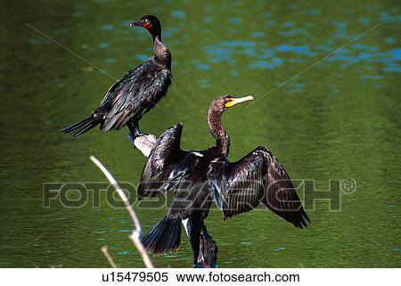 Doubled-crested cormorant View Large Photo Image Stock Photography - Doubled-crested cormorant. Fotosearch