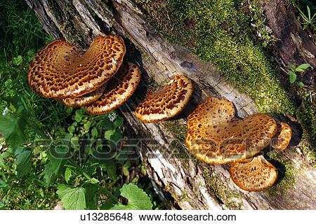 Stock Photo - Dryad's saddle fungi on log. Fotosearch