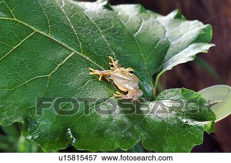 Stock Photo - Emerald Tree Frog. Fotosearch