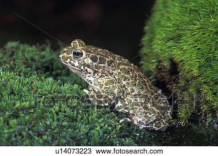 Stock Image - European Green Toad. Fotosearch