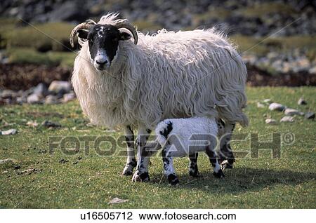 Ewe and Lamb View Large Photo Image Stock Image - Ewe and Lamb. Fotosearch