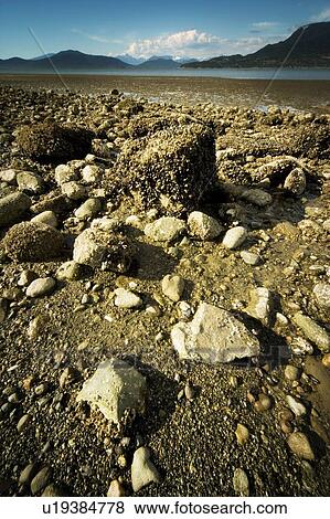 Exposed sea bed from receding tide View Large Photo Image Stock Photo - Exposed sea bed from receding tide. Fotosearch
