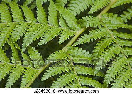 Stock Photo - Fern leaves. Fotosearch