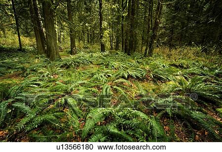 Stock Image - Ferns on forest floor. Fotosearch