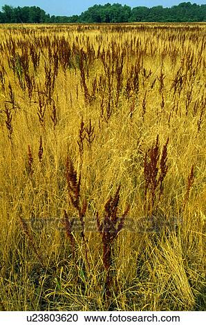 Stock Image - Field of cinnamon fern. Fotosearch