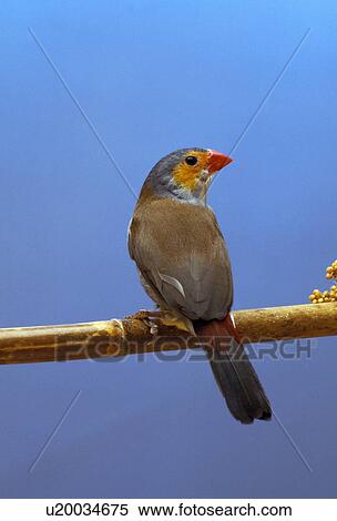 Finch on a perch View Large Photo Image Stock Photography - Finch on a perch. Fotosearch