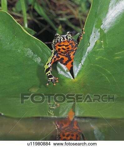 Picture - Fire-bellied Toad. Fotosearch