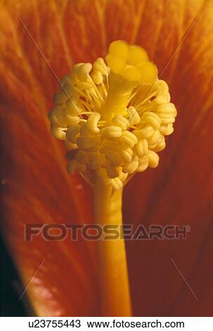 Flower stamen View Large Photo Image Stock Image - Flower stamen. Fotosearch