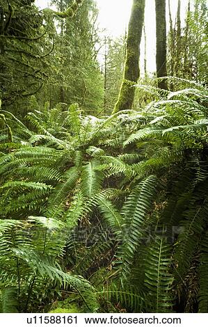 Stock Image - Forest. Fotosearch