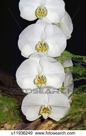 Four White Orchids View Large Photo Image Stock Photo - Four White Orchids. Fotosearch
