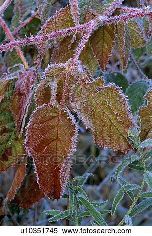 Stock Photography - Frost on Blackberry Bush. Fotosearch