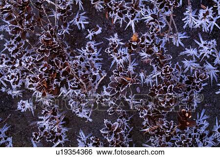 Stock Photograph - Frosted leaves. Fotosearch