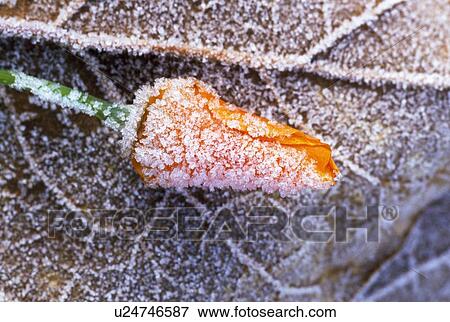 Stock Photo - Frosty poppy detail. Fotosearch