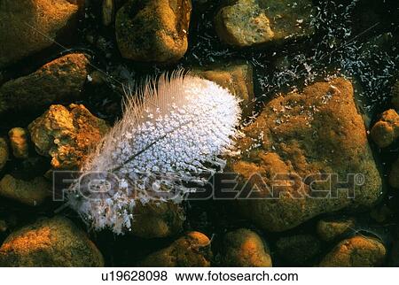 Frozen white feather View Large Photo Image Stock Photo - Frozen white feather. Fotosearch
