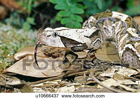 Gaboon viper View Large Photo Image Stock Photo - Gaboon viper. Fotosearch
