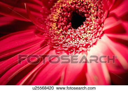 Gerbera flower View Large Photo Image Stock Image - Gerbera flower. Fotosearch
