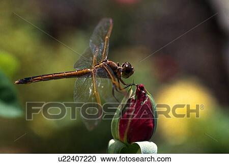 Stock Image - Gold skimmer dragonfly on rosebud. Fotosearch