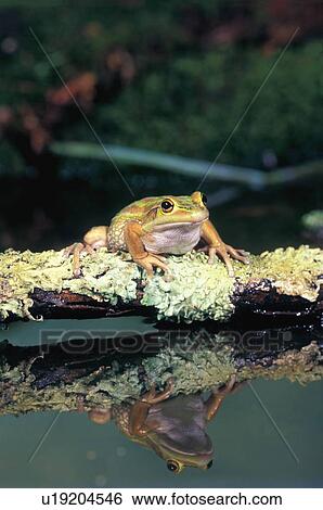 Golden Bell Frog View Large Photo Image Stock Photograph - Golden Bell Frog. Fotosearch