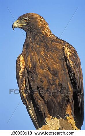 Stock Photo - Golden eagle on rock. Fotosearch