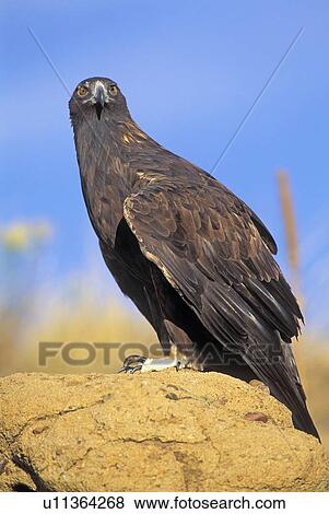 Stock Photo - Golden eagle portrait. Fotosearch