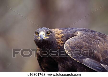 Stock Photo - Golden eagle portrait. Fotosearch