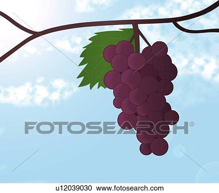 Stock Image - Grapes on Vine Illustration. Fotosearch