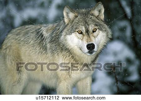 Stock Image - Gray wolf. Fotosearch