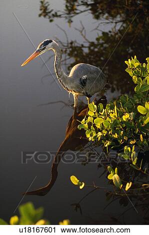 Stock Image - Great Blue Heron. Fotosearch