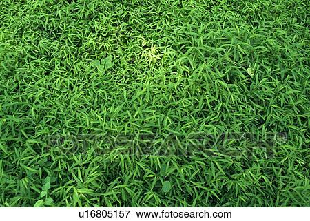 Stock Photo - Green foliage. Fotosearch