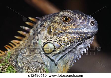 Green iguana View Large Photo Image Stock Image - Green iguana. Fotosearch