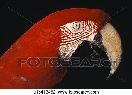 Green-winged Macaw View Large Photo Image Stock Image - Green-winged Macaw. Fotosearch