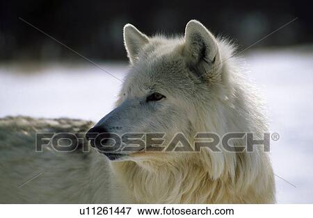 Stock Photo - Grey/Arctic wolf. Fotosearch