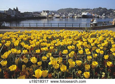 Harbor in Oban View Large Photo Image Stock Photo - Harbor in Oban. Fotosearch