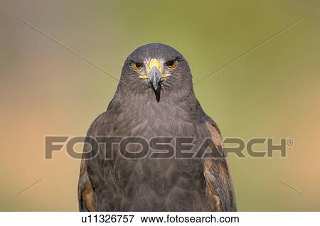 Harris hawk View Large Photo Image Stock Photo - Harris hawk. Fotosearch