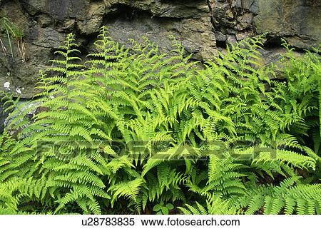Hay scented fern View Large Photo Image Stock Photography - Hay scented fern. Fotosearch