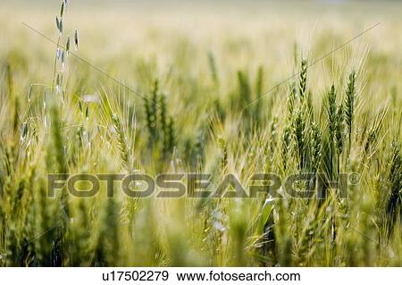 Heads of wheat View Large Photo Image Stock Photo - Heads of wheat. Fotosearch
