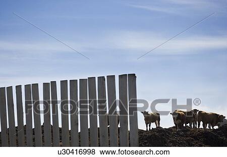 Stock Photo - Herd of cattle. Fotosearch