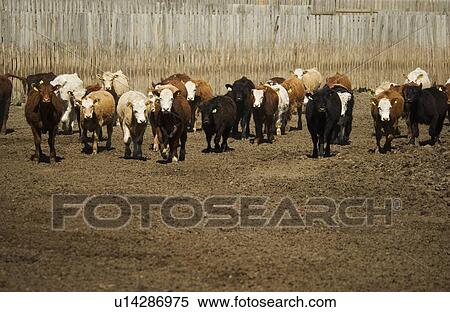 Stock Photography - Herd of cattle. Fotosearch