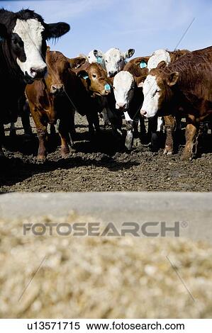 Stock Photography - Herded Cattle. Fotosearch