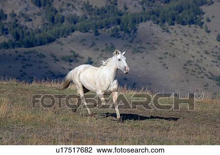 Horse Galloping View Large Photo Image Stock Image - Horse Galloping. Fotosearch