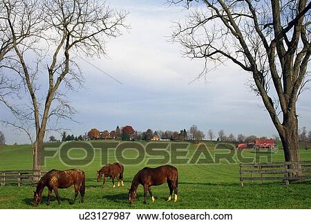 Horses Grazing View Large Photo Image Stock Photo - Horses Grazing. Fotosearch