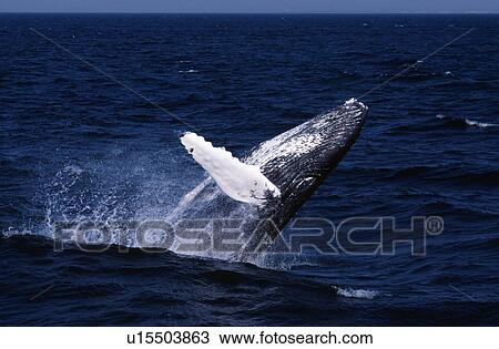 Humpback Whale Breaching View Large Photo Image Stock Image - Humpback Whale Breaching. Fotosearch