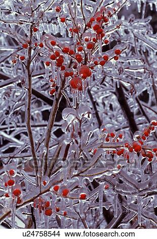 Picture - Ice on branches with red berries, detail, intricate, bright, cold, fragile, bleak, pattern, glistening. Fotosearch