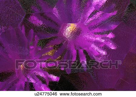 Ice plant blossoms under ice View Large Photo Image Stock Photograph - Ice plant blossoms under ice. Fotosearch