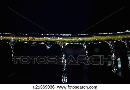 Icicles on tree branch View Large Photo Image Stock Photograph - Icicles on tree branch. Fotosearch