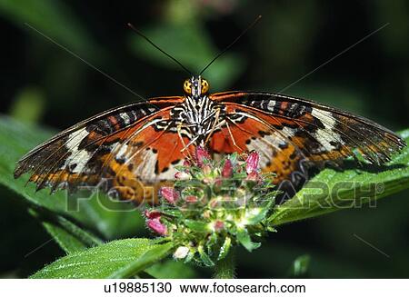 Lacewing Butterfly View Large Photo Image Stock Image - Lacewing Butterfly. Fotosearch
