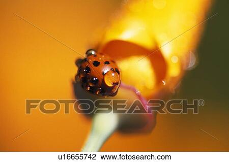 Lady bug on poppy View Large Photo Image Stock Image - Lady bug on poppy. Fotosearch