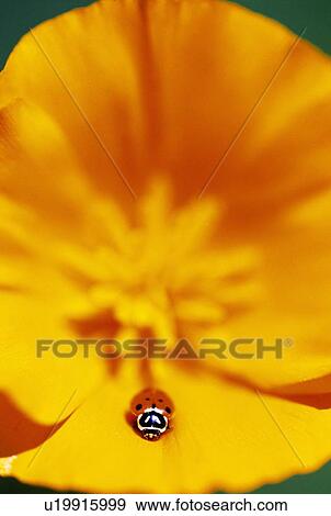 Stock Photo - Ladybug on poppy flower petal. Fotosearch