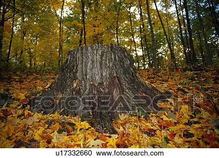 Stock Image - Large tree stump in autumn. Fotosearch