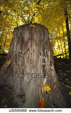 Large tree stump in autumn View Large Photo Image Stock Photo - Large tree stump in autumn. Fotosearch